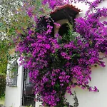 Villa Blue Dandelion Paliouri