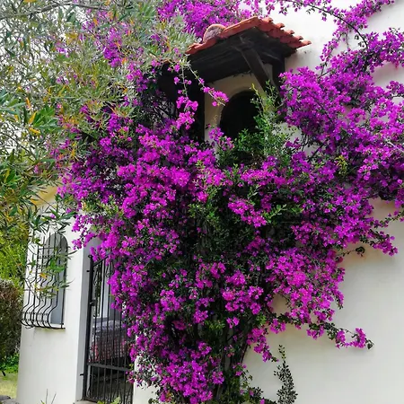Villa Blue Dandelion Paliouri